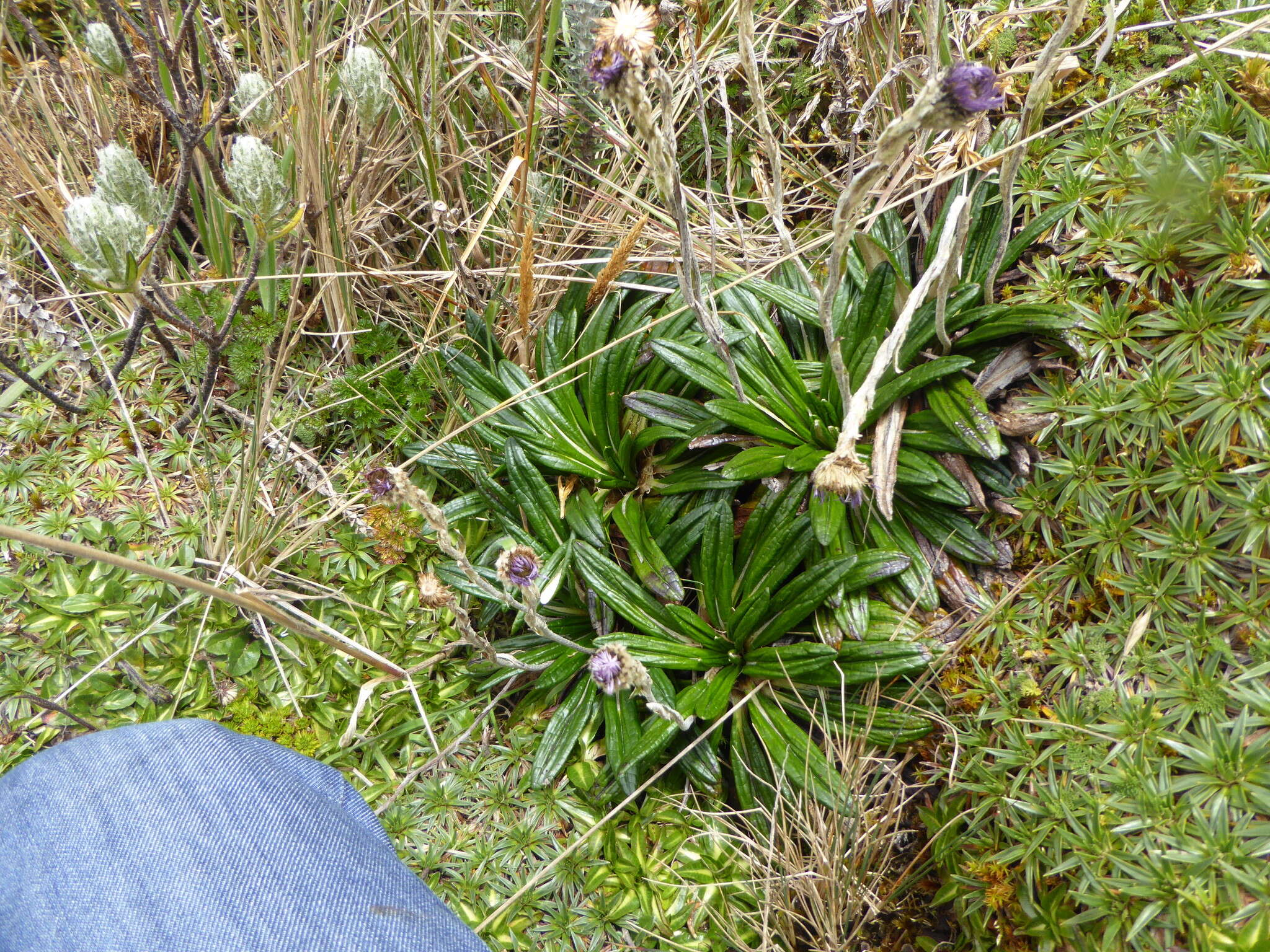 Sivun Oritrophium peruvianum (Lam.) Cuatrec. kuva