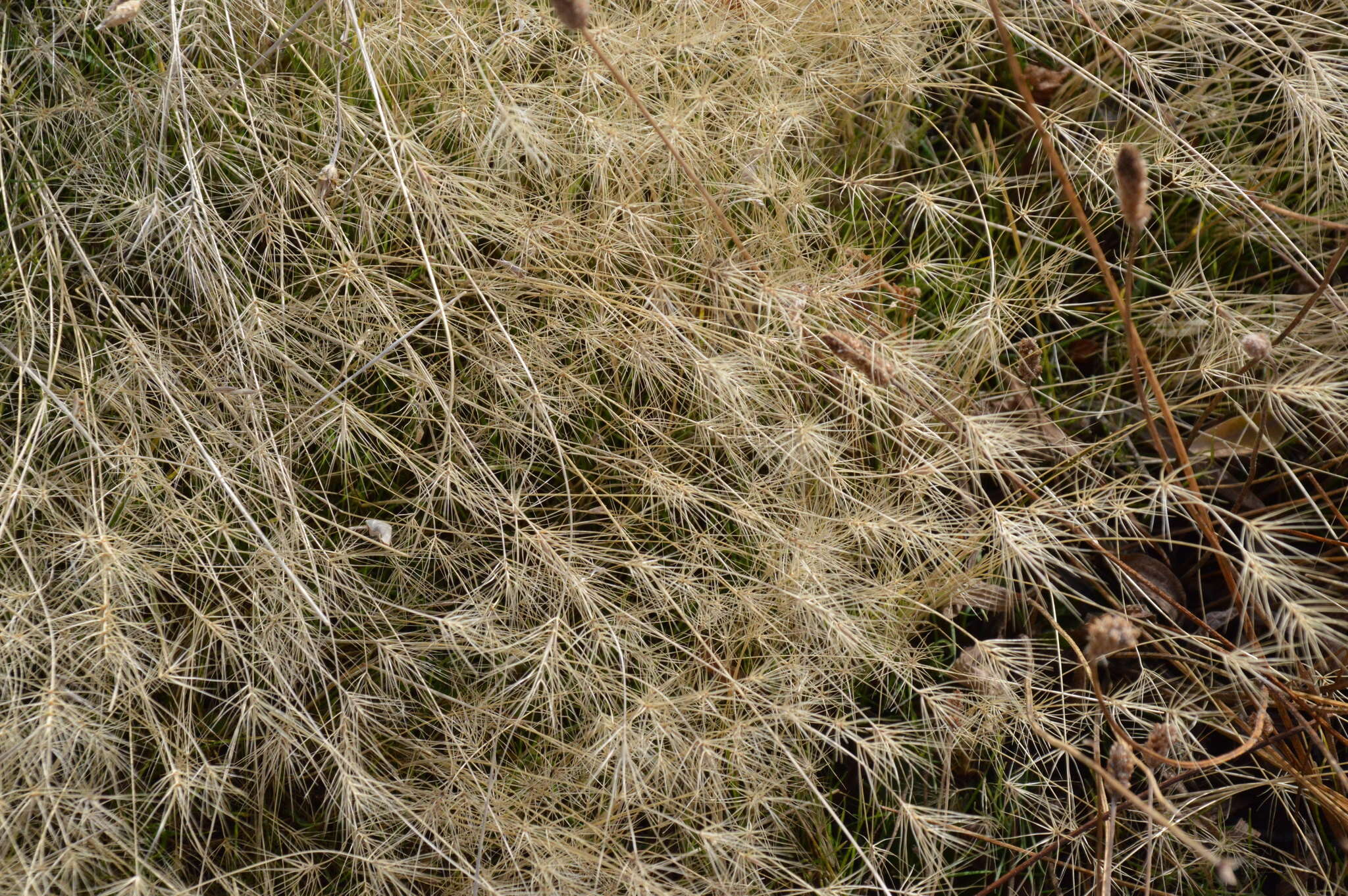 Taeniatherum caput-medusae (L.) Nevski resmi