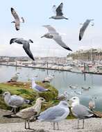 Image of European Herring Gull