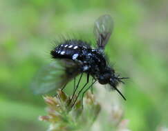 Image of Bombylella atra (Scopoli 1763)