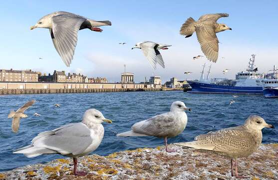 Image of Iceland Gull