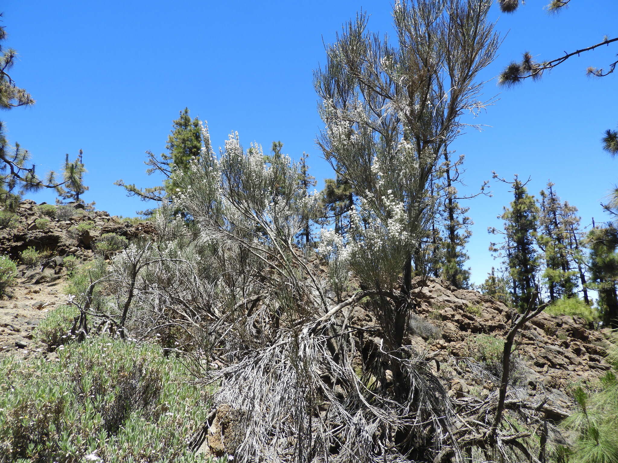 Image of Tiede White Broom