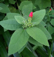 Image of wax mallow