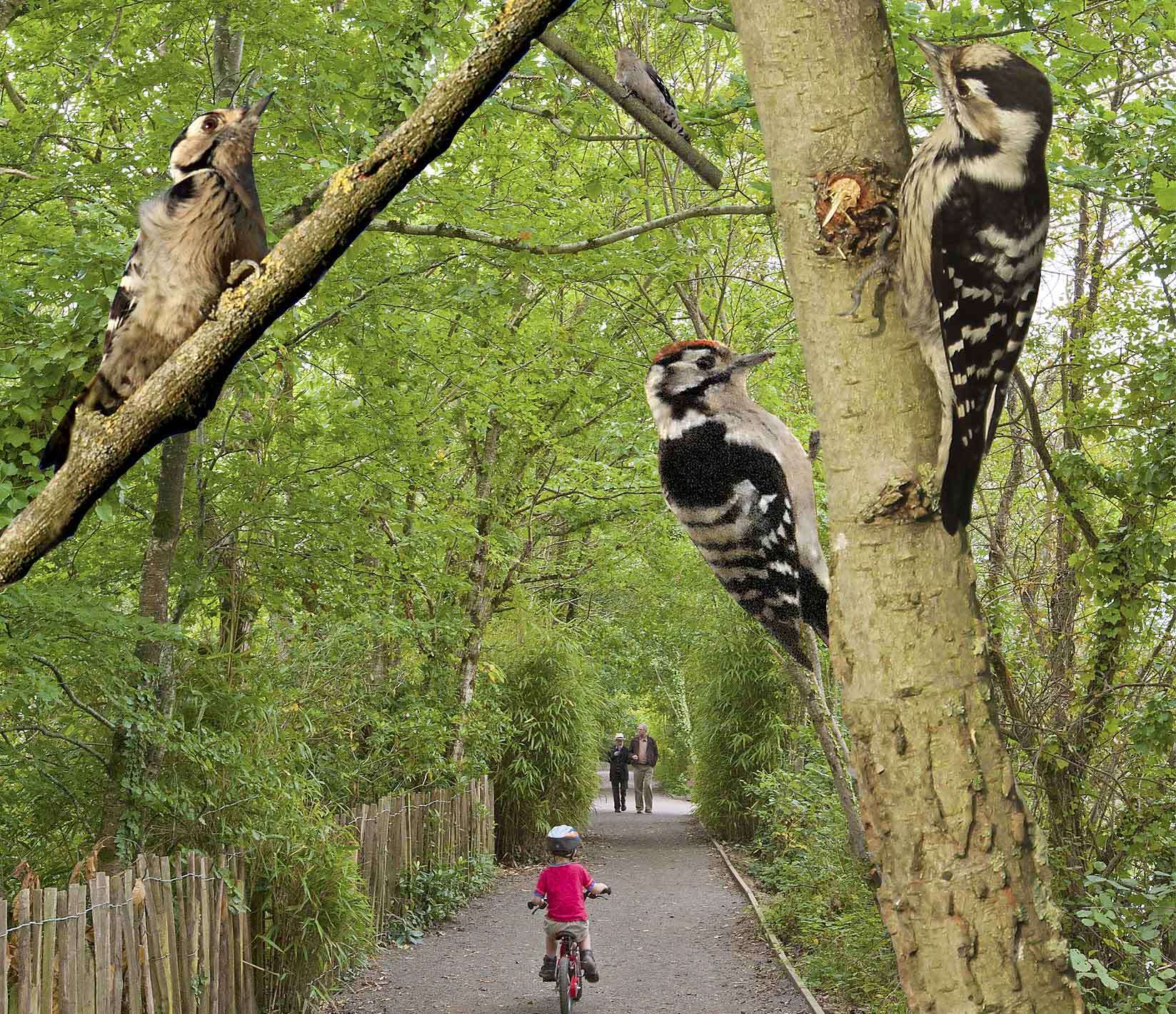 Image of Lesser Spotted Woodpecker