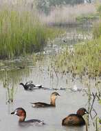 Image of Little Grebe