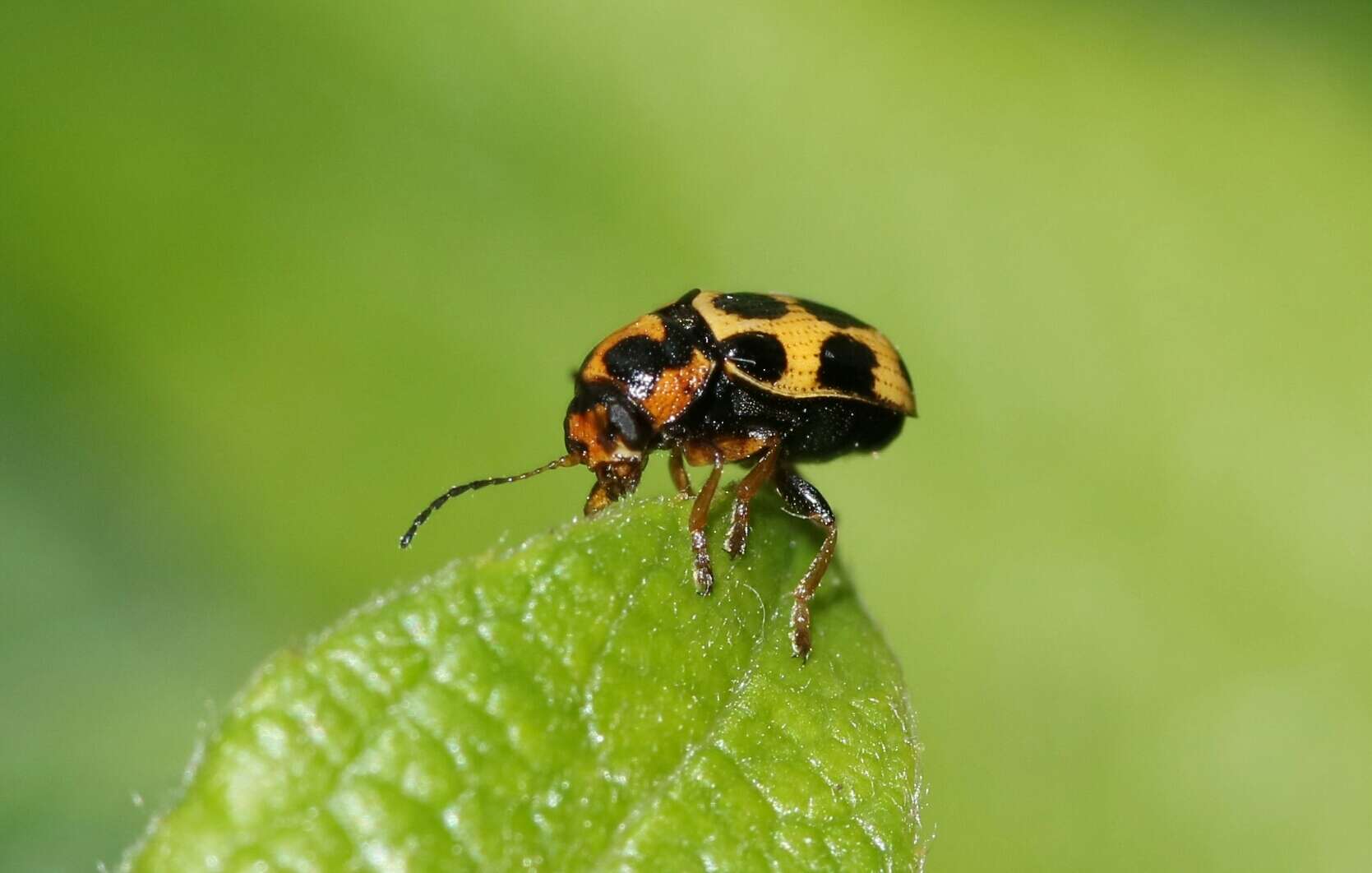 Image of <i>Cryptocephalus decemmaculatus</i>