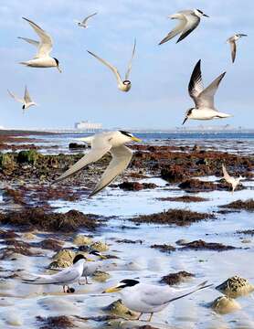 Image of Little Tern