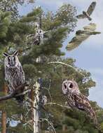 Image of Long-eared Owl