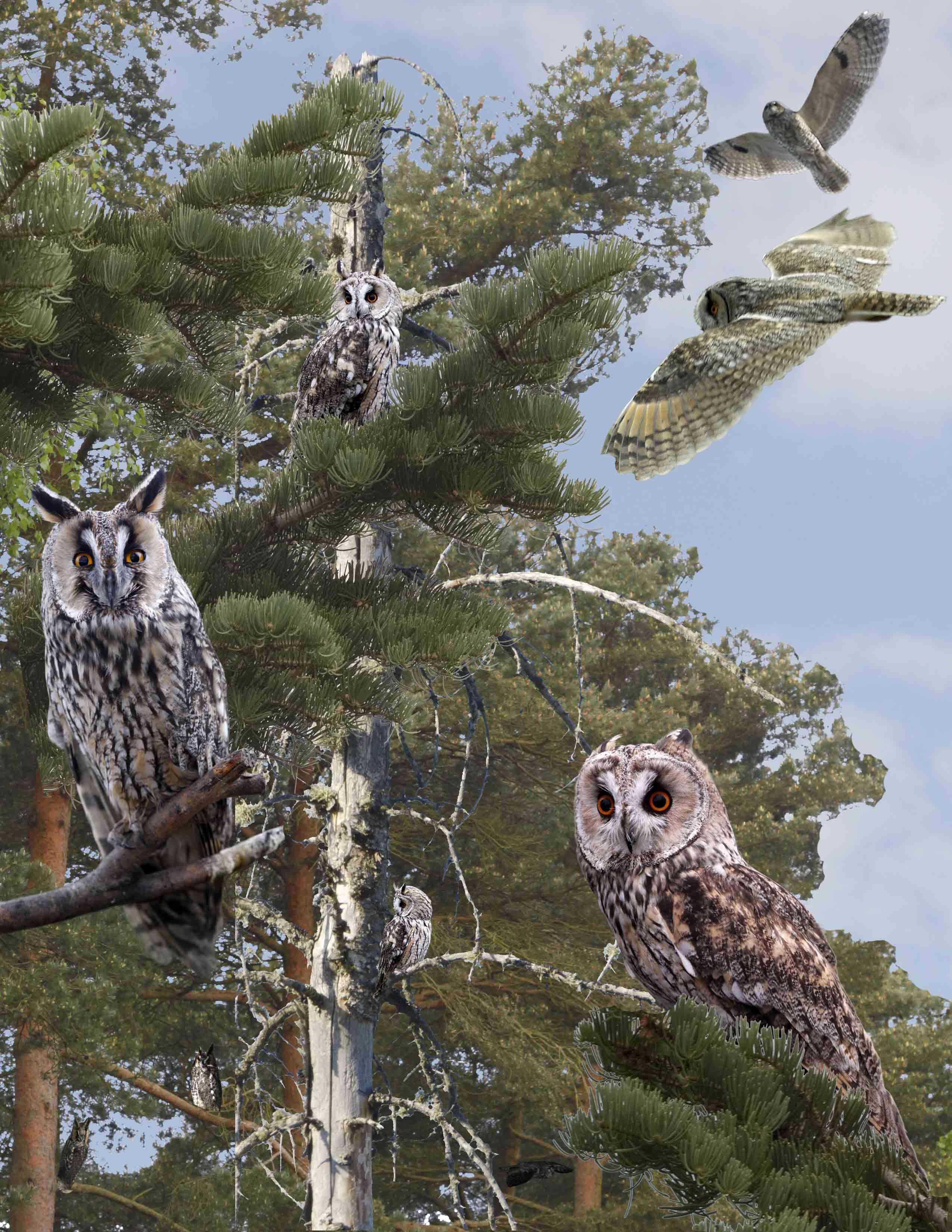 Image of Long-eared Owl