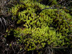 Image of Pulchrinodus inflatus B. H. Allen 1987