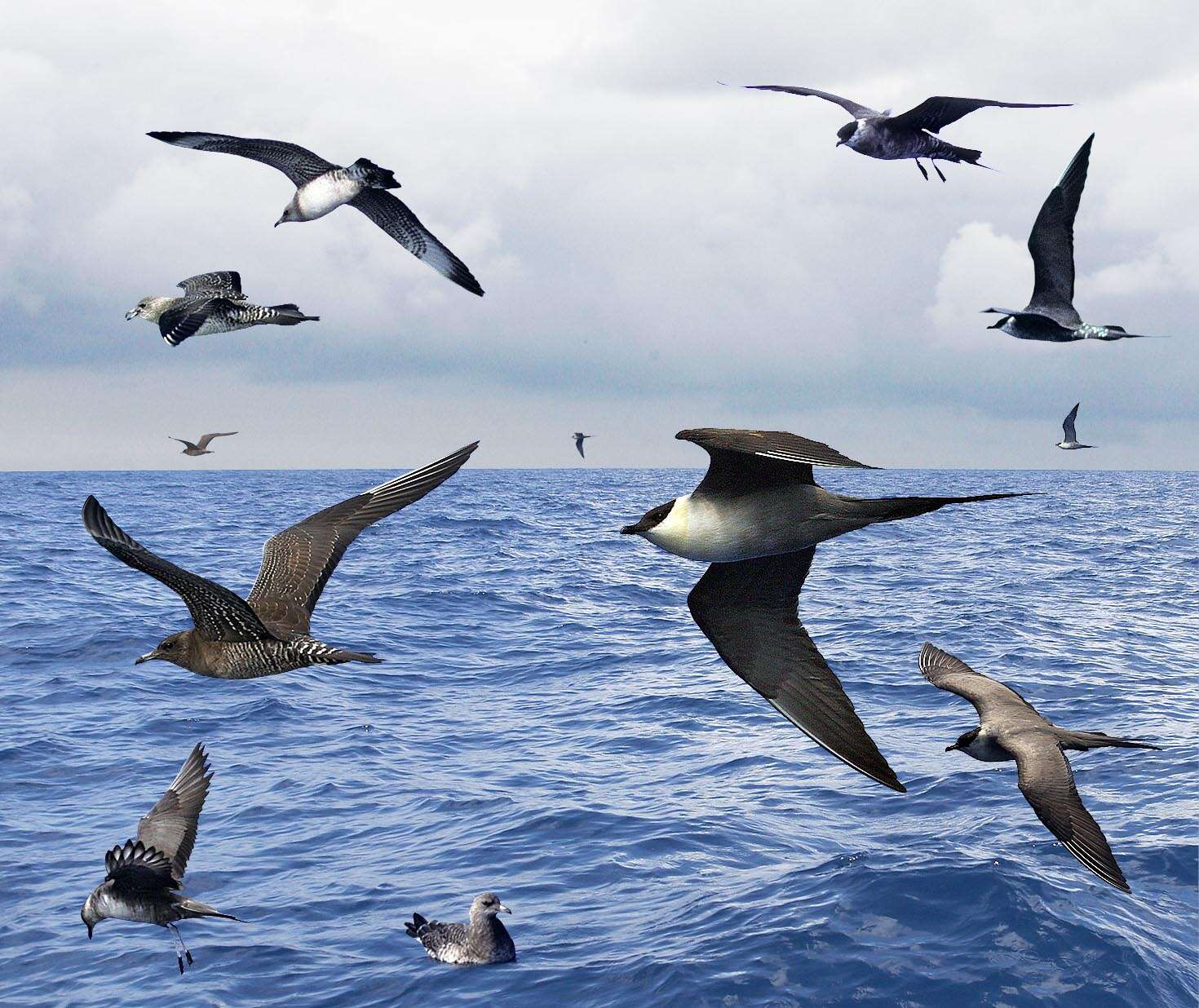 Image of Long-tailed Jaeger