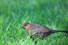 Слика од Turdus merula cabrerae Hartert 1901