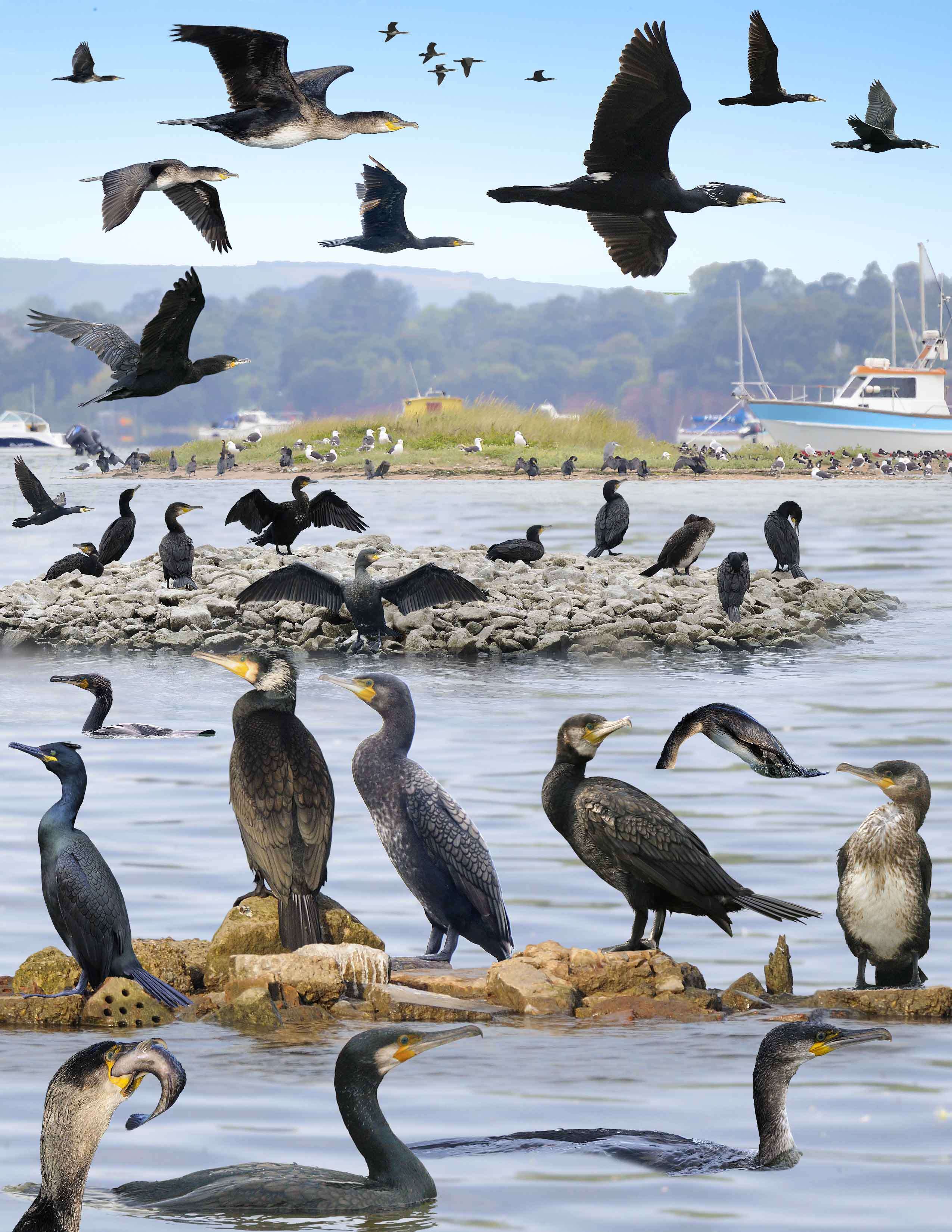 Image of Black Shag