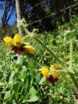 Image of Loasa tricolor Weinm.