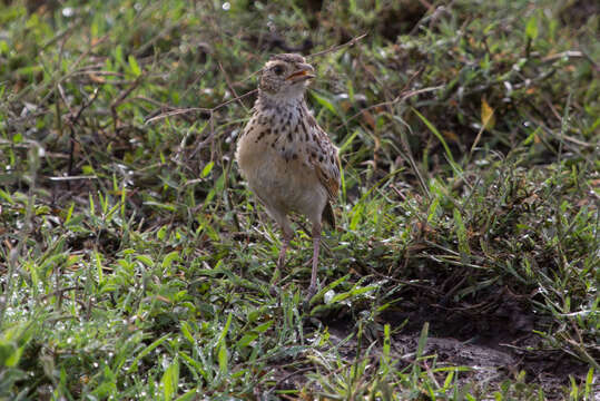 Image of Rufous-naped Lark