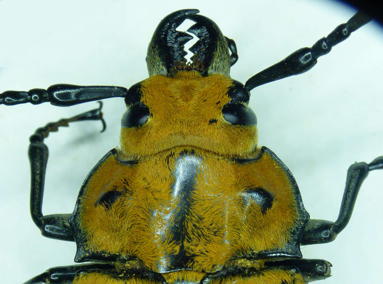 Image of Trictenotoma grayi Smith 1851