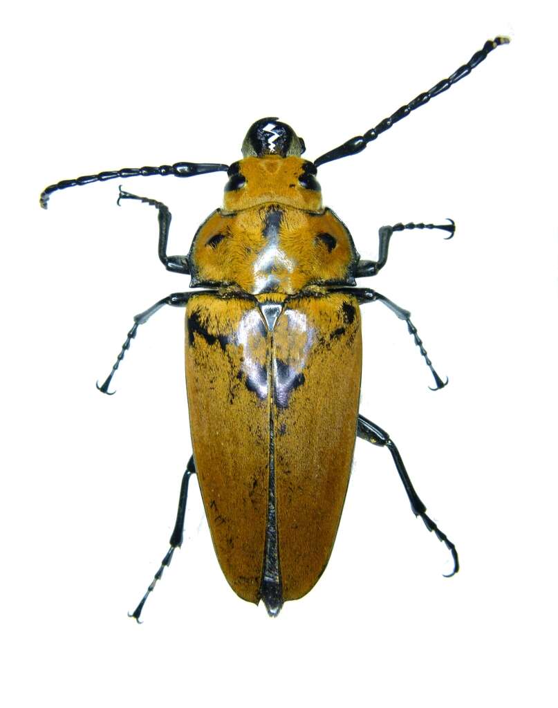 Image of Trictenotoma grayi Smith 1851