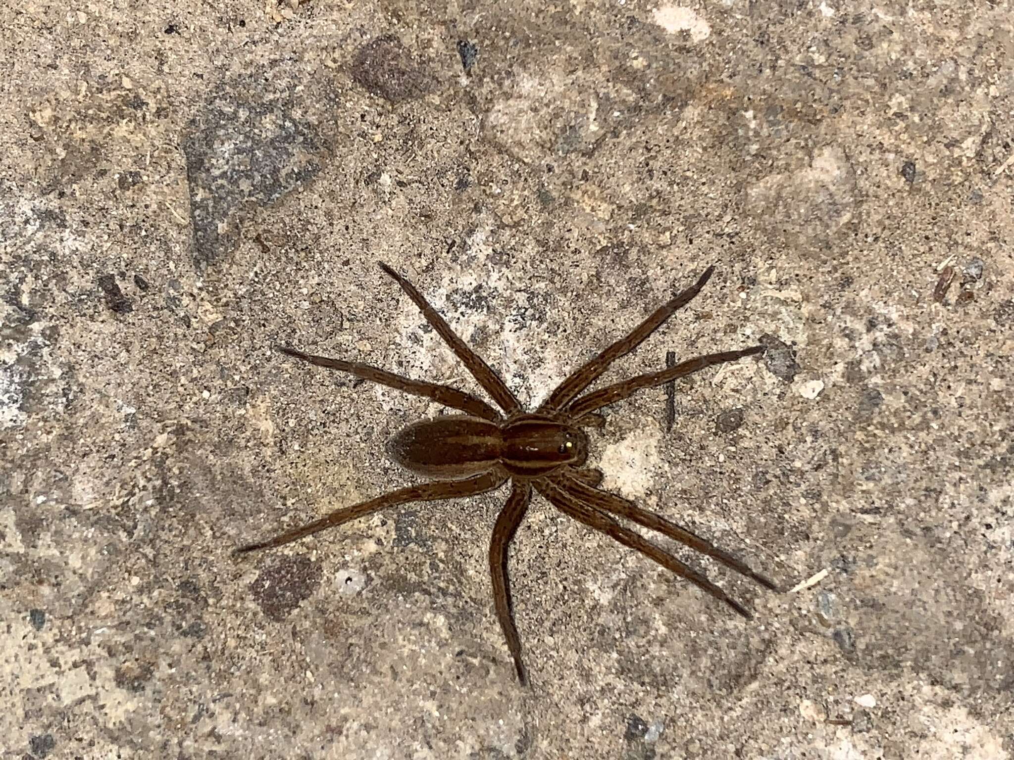 Image of Dolomedes striatus Giebel 1869