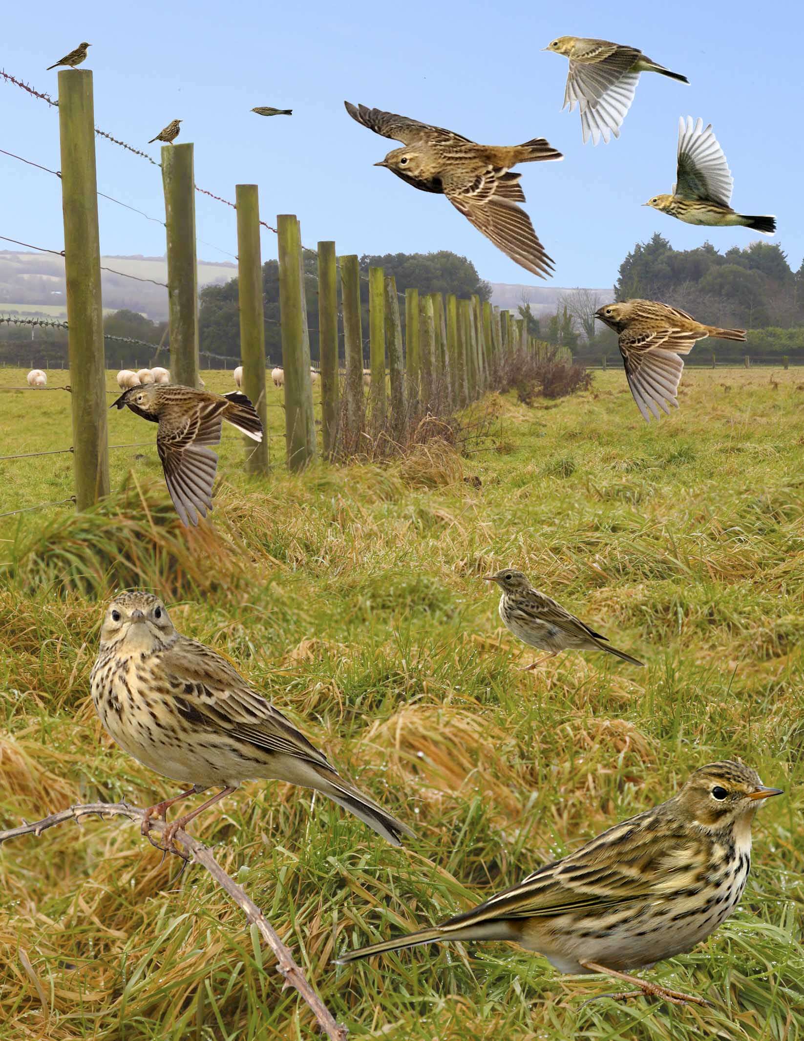 Image of Meadow Pipit