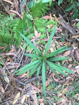 Imagem de Cordyline stricta (Sims) Endl.