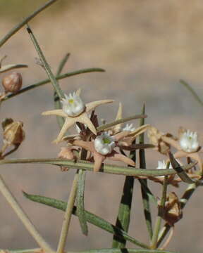 Image of Cynanchum orangeanum (Schltr.) N. E. Br.