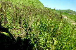 Image of attenuate Indian paintbrush