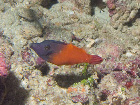 Image of Black-headed Leatherjacket