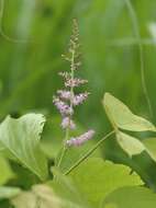 Image of Astilbe microphylla Knoll