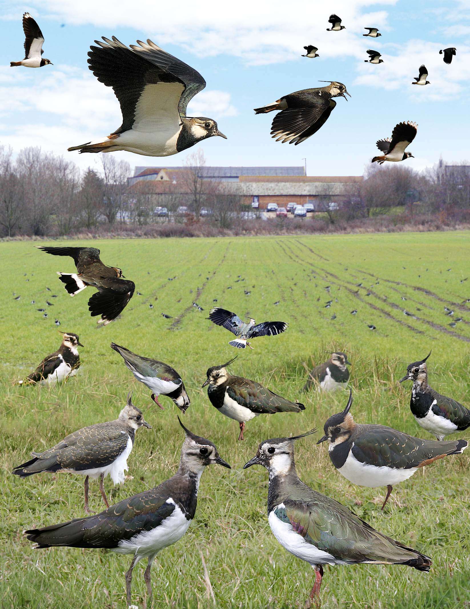 Image of Lapwing