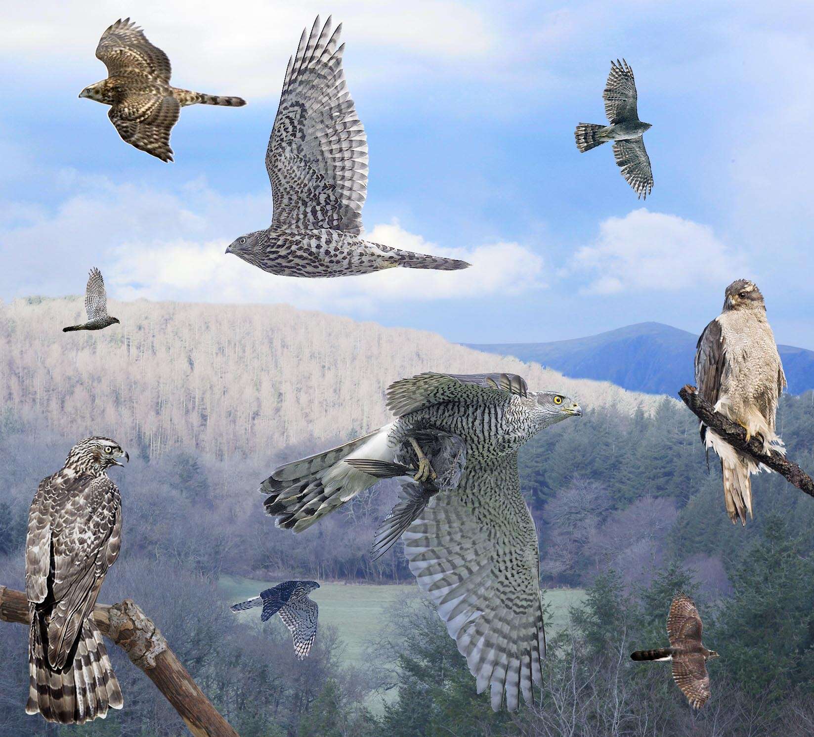 Image of Eurasian Goshawk