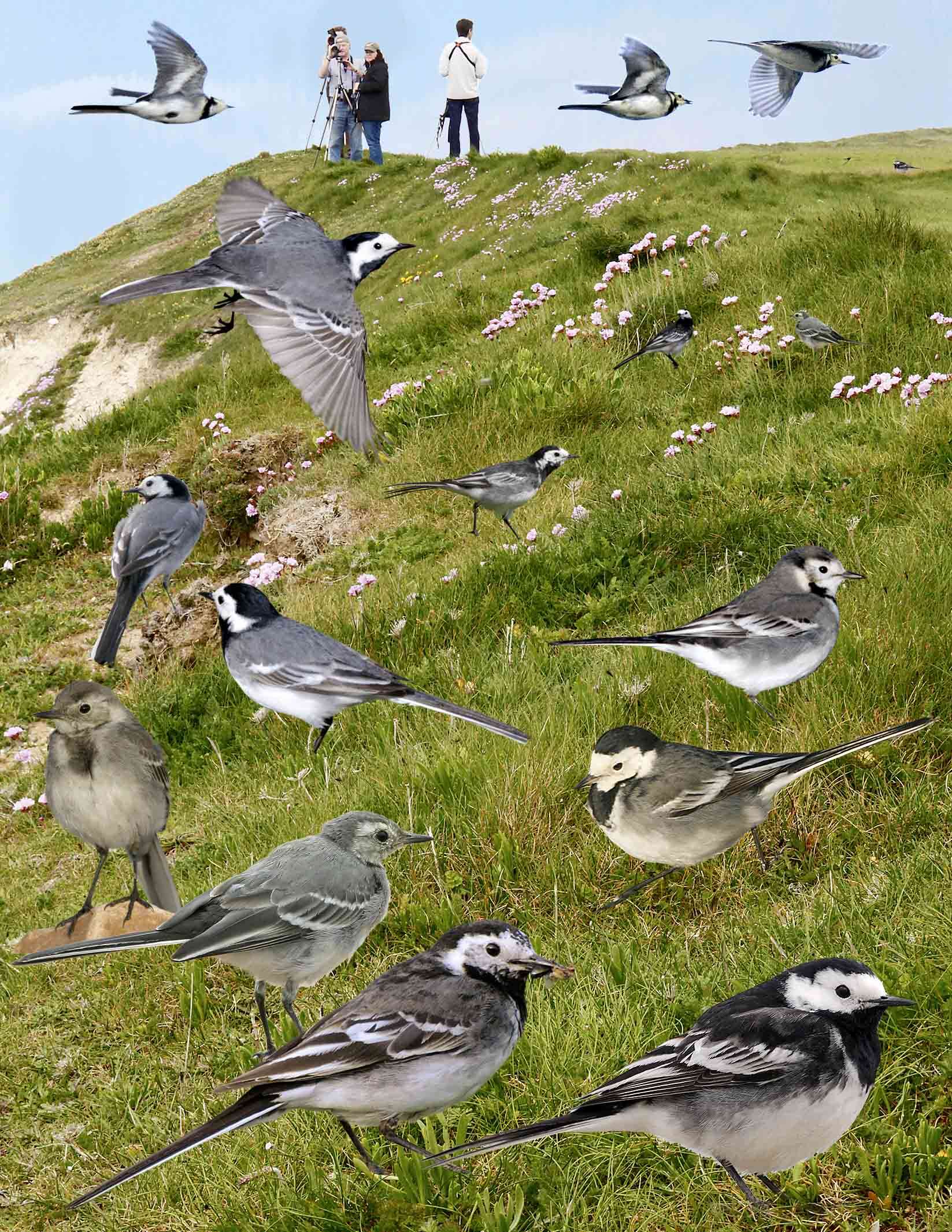 Image of Pied Wagtail and White Wagtail