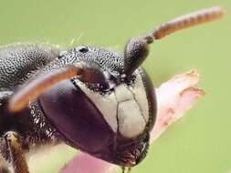 Image of Hylaeus gredleri Förster 1871