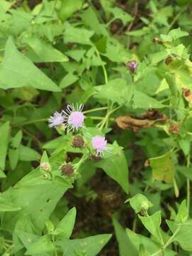 Image of Chromolaena sagittata (A. Gray) R. King & H. Rob.