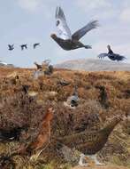 Image of Red Grouse