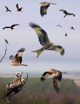 Image of Red Kite