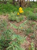 Senna scabriuscula (Vogel) H. S. Irwin & Barneby resmi