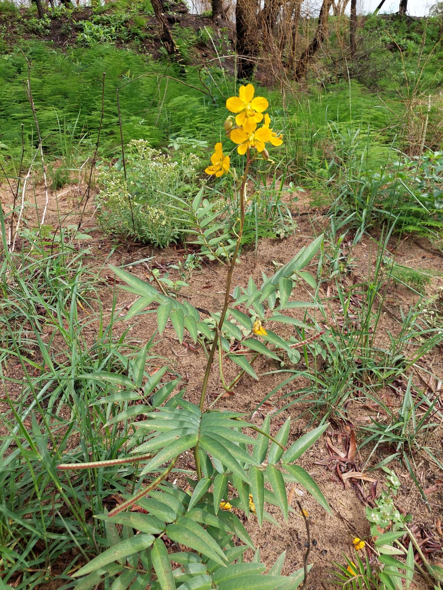 Senna scabriuscula (Vogel) H. S. Irwin & Barneby resmi