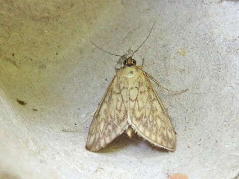 Image of Sitochroa Moth