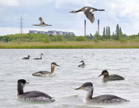 Image of Red-necked Grebe