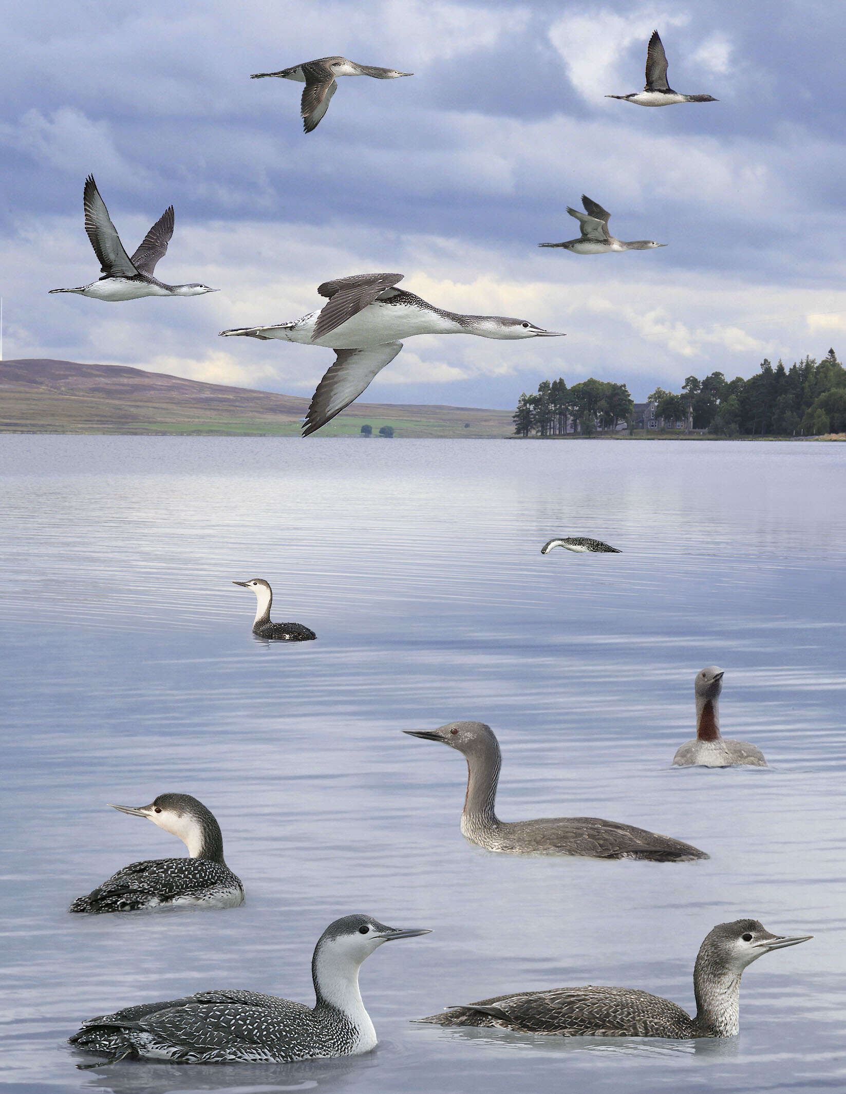 Image of Red-throated Diver