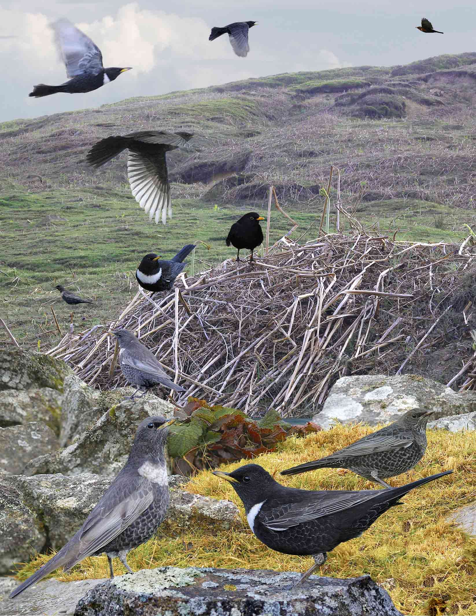 Image of Ring Ouzel