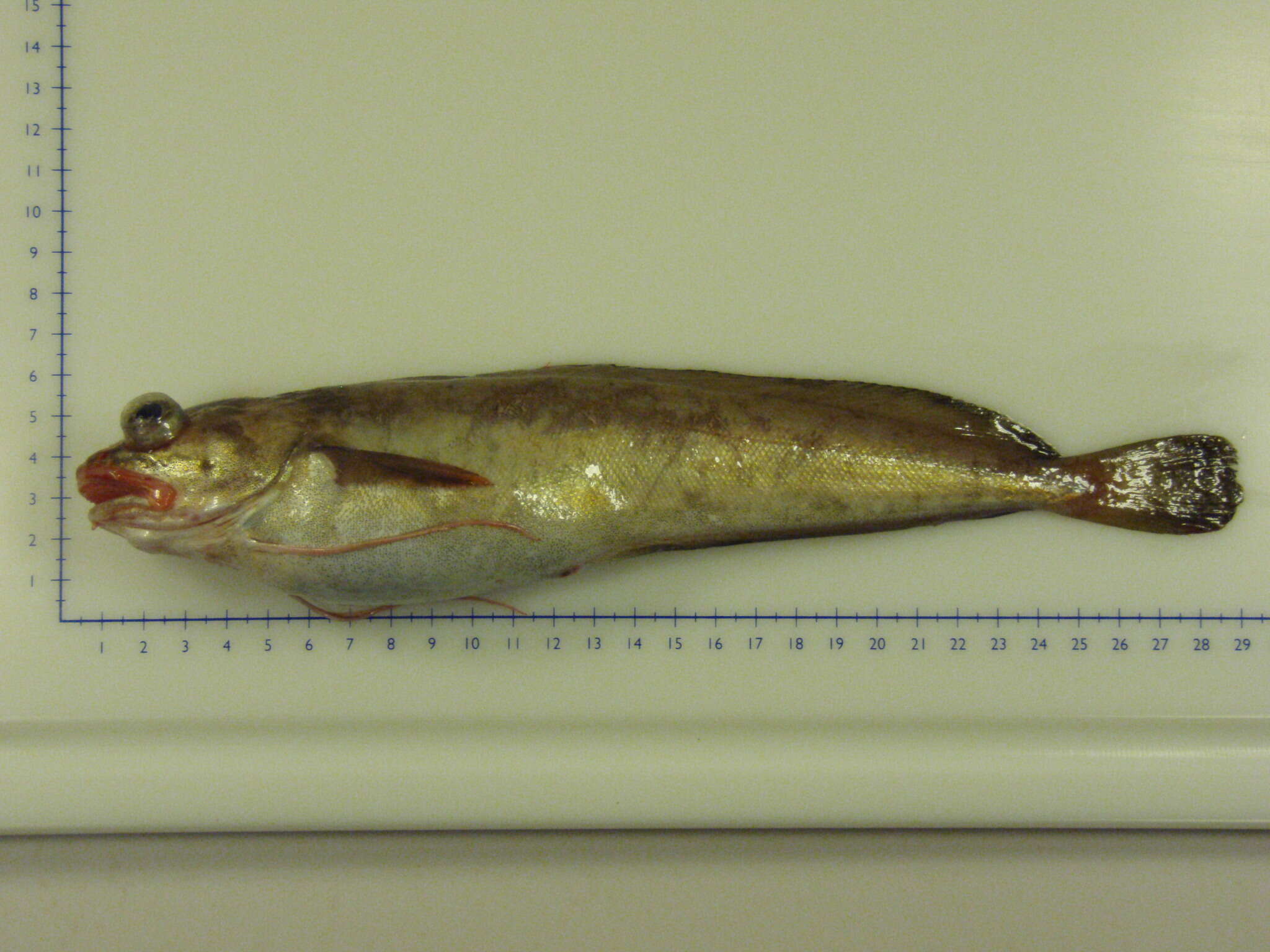 Image of White hake