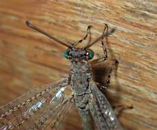 Image de Myrmeleon (Myrmeleon) immaculatus De Geer 1773