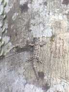 Image of Frilled Gecko