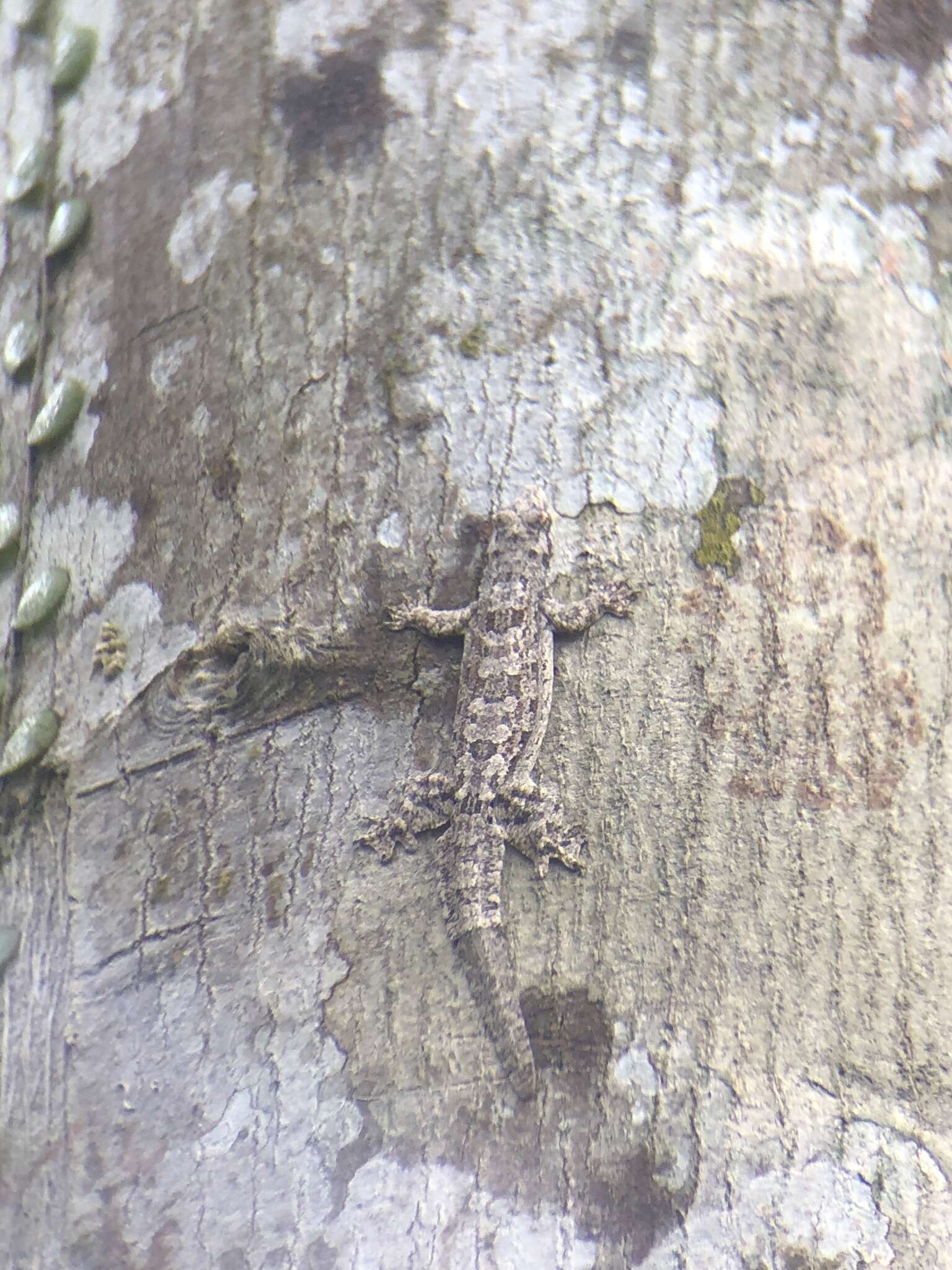 Image of Frilled Gecko
