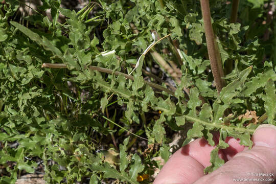 Image of hairy balsamroot