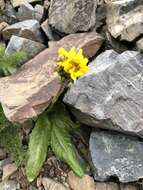 Crepis chrysantha (Ledeb.) Turcz. resmi