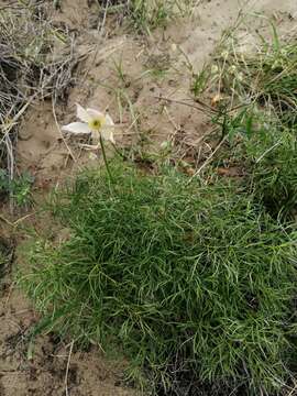 Image of cutleaf anemone