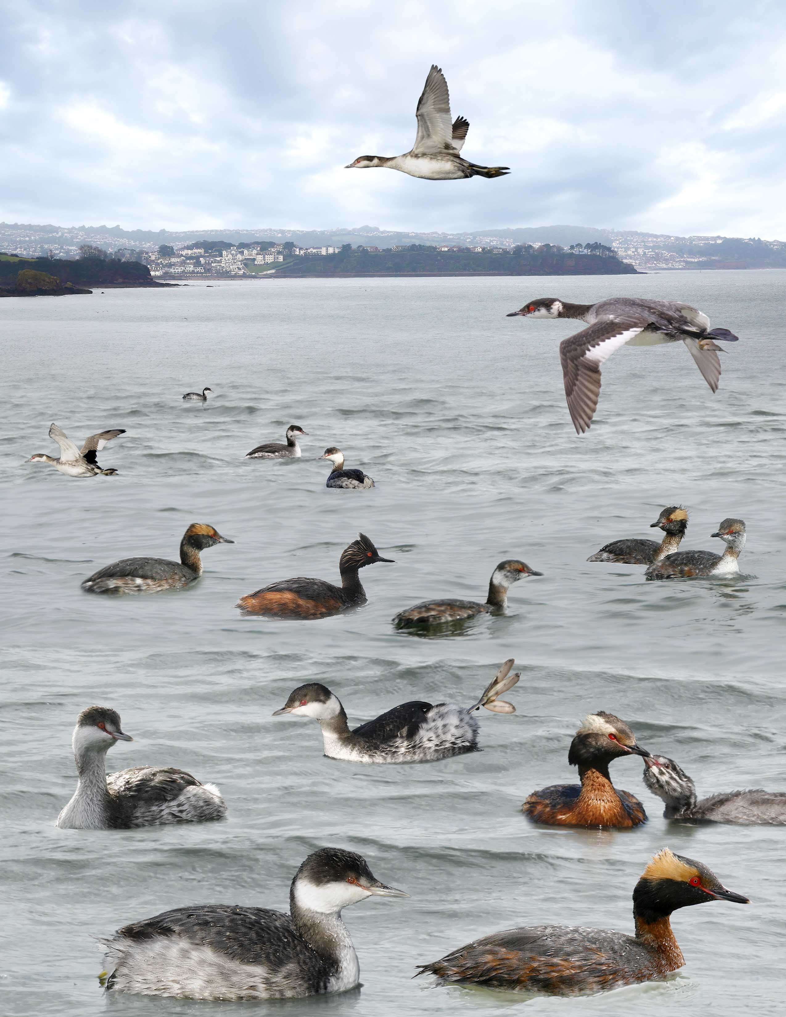 Image of Horned Grebe