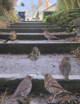 Image of Song Thrush